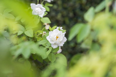 Garden City Motor Inn - Maitland Accommodation 40