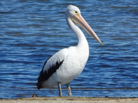 Coorong Waterfront Retreat - Maitland Accommodation 29