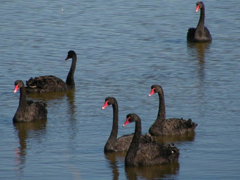 Coorong Waterfront Retreat - Maitland Accommodation 26