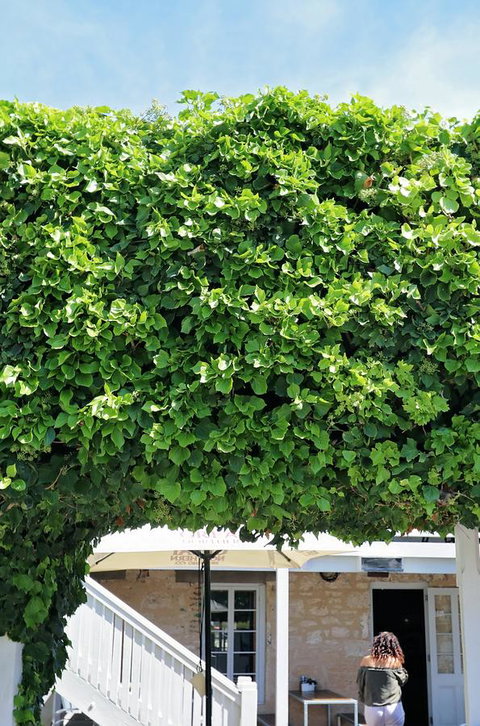 Caledonian Inn - Maitland Accommodation 21