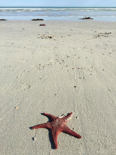 Caledonian Inn - Maitland Accommodation 14