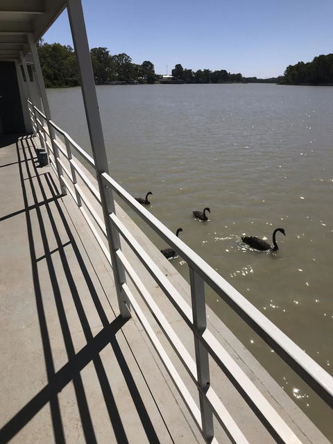 Murray River Queen - Maitland Accommodation 7