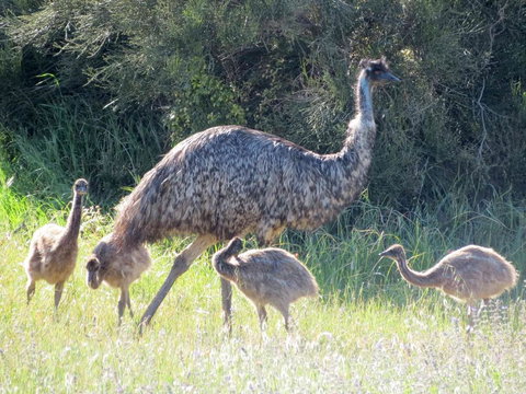 Edge Of Innes - Maitland Accommodation 13