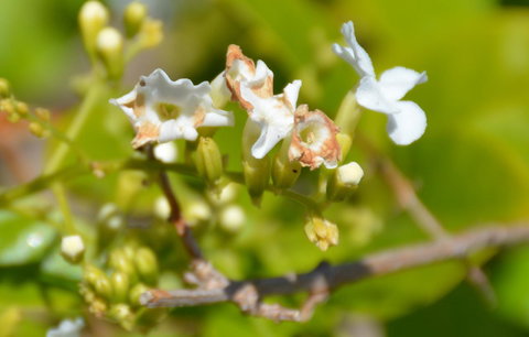 Augusta Courtyard Motel - Maitland Accommodation 11