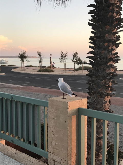 Shark Bay Seafront Apartments - Maitland Accommodation 0