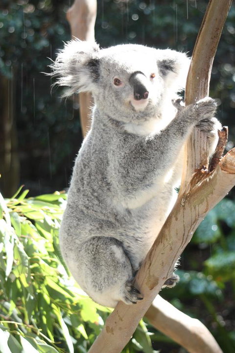 Ambience - Maitland Accommodation 27