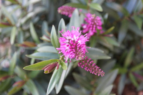 Grand Manor Motor Inn - Maitland Accommodation 3