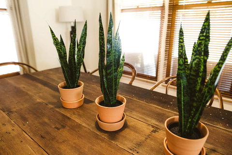 Morpeth Cottage - Maitland Accommodation 25