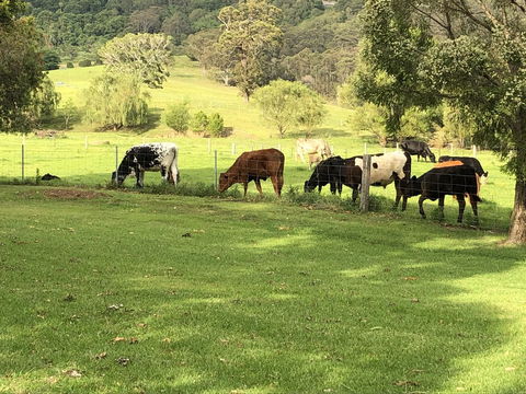 Arcadia - The Barn Cottage & Rosehill Cottage - Maitland Accommodation 26