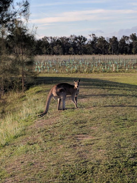 Madigan Wine Country Cottages - Maitland Accommodation 7