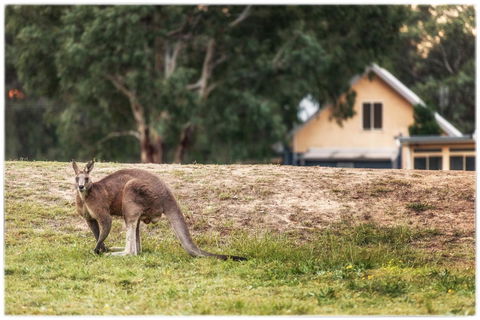 Madigan Wine Country Cottages - Maitland Accommodation 4