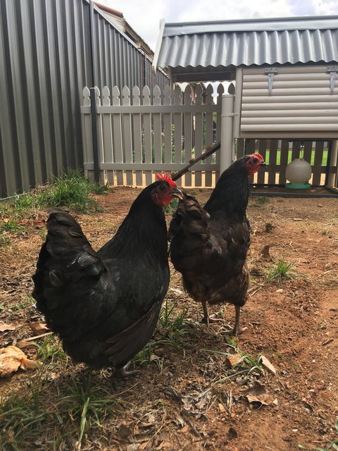 Thelma's Temora - Maitland Accommodation 13