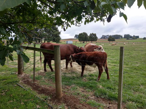Cradle At Casa Blanca Country Retreat - Maitland Accommodation 3