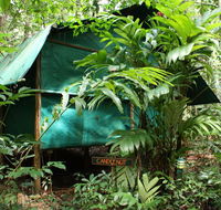 Daintree Crocodylus - Maitland Accommodation