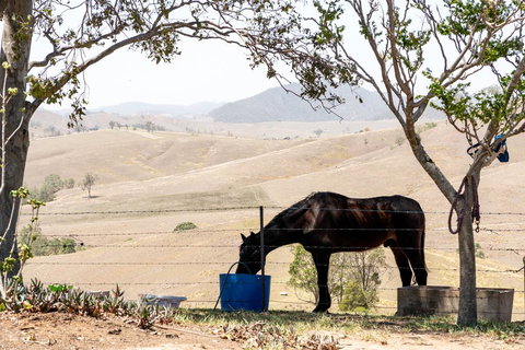 Dam It Getaway Tiny House - Maitland Accommodation 1