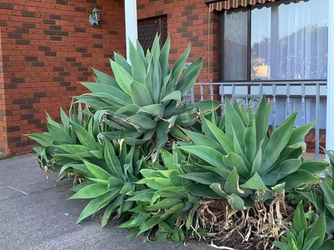 Delightful Bedroom In Bentleigh East - Maitland Accommodation 2