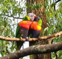 Gecko Cottage - Maitland Accommodation