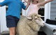 Jackaleah Farm Stay - thumb 2