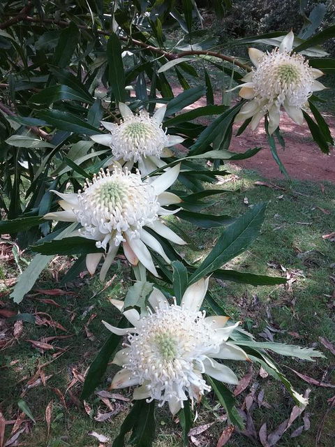Lyrebird Gully Retreat - Maitland Accommodation 0