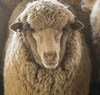 Mascot Cottage - Pet Friendly and Complimentary Breakfast Hamper - Maitland Accommodation