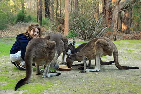 Yelverton Brook Conservation Sanctuary - Maitland Accommodation 5
