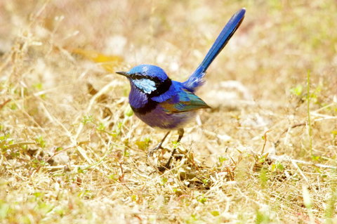 Yelverton Brook Conservation Sanctuary - Maitland Accommodation 23