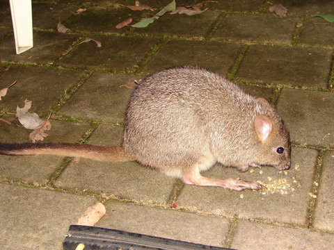 Yelverton Brook Conservation Sanctuary - Maitland Accommodation 37
