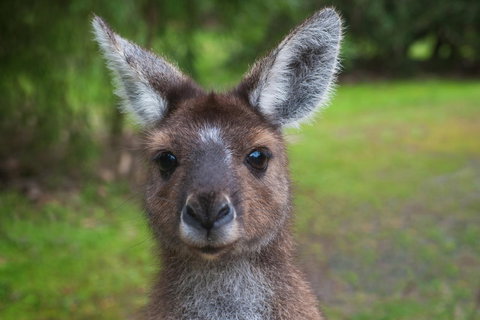Yelverton Brook Conservation Sanctuary - Maitland Accommodation 25