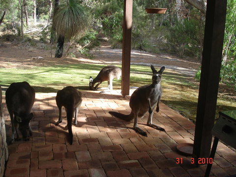 Yelverton Brook Conservation Sanctuary - Maitland Accommodation 22