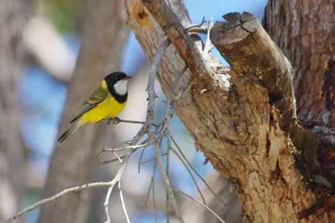 Yelverton Brook Conservation Sanctuary - Maitland Accommodation 35