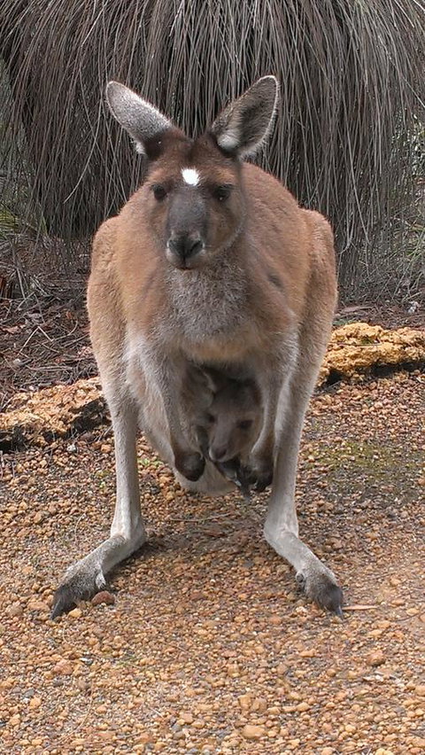 Yelverton Brook Conservation Sanctuary - Maitland Accommodation 27