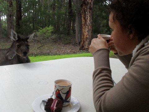 Yelverton Brook Conservation Sanctuary - Maitland Accommodation 44