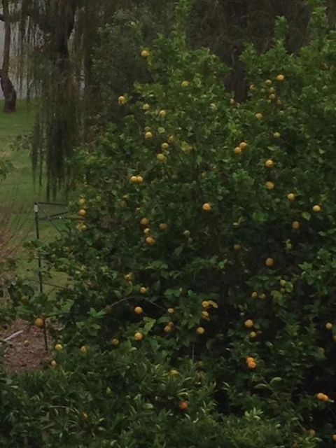 Bright & Beautiful Home On The Hills! - Maitland Accommodation 34