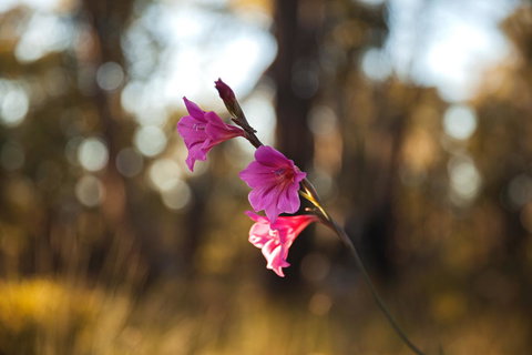 Amaroo Retreat & Spa - Maitland Accommodation 14