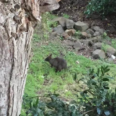 Amble\'a\'While On Tamar - Maitland Accommodation 24