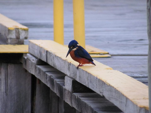 The Crays Accommodation - Maitland Accommodation 37