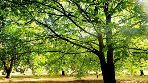 New Norfolk Junction Motel - Maitland Accommodation 25