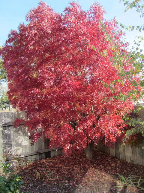 Elm Trees Accommodation @ Ross - Maitland Accommodation 22