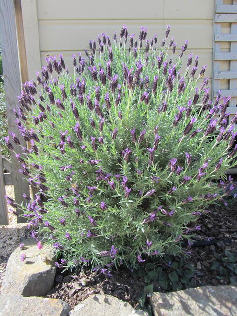 Elm Trees Accommodation @ Ross - Maitland Accommodation 23