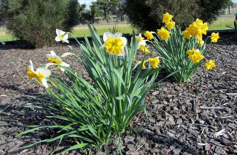 Elm Trees Accommodation @ Ross - Maitland Accommodation 26