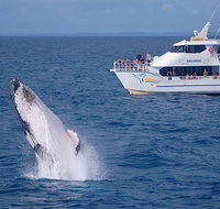 Shelly Beach Motel - Maitland Accommodation