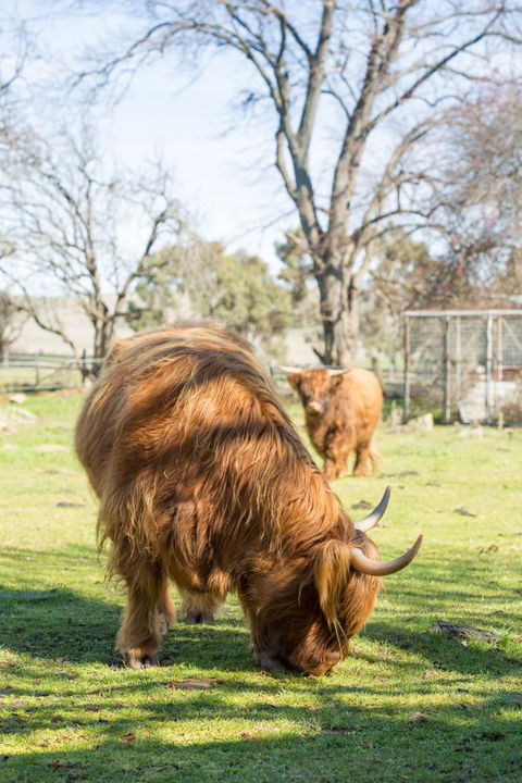 Ratho Farm - Maitland Accommodation 4