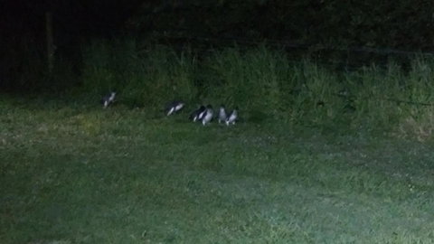 Diamond Island Resort - Maitland Accommodation 22