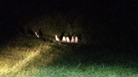 Diamond Island Resort - Maitland Accommodation 23