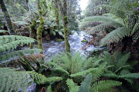 Lemonthyme Wilderness Retreat - Maitland Accommodation 21