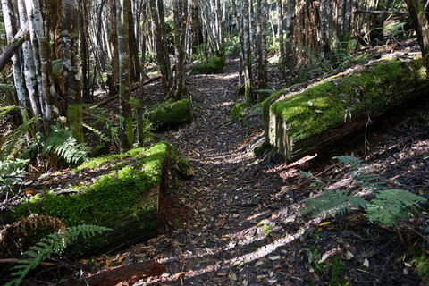 Lemonthyme Wilderness Retreat - Maitland Accommodation 22