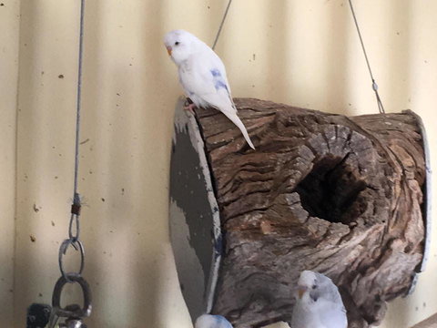 Blue Wren Bungalow - Maitland Accommodation 12