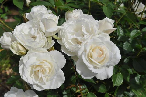 The Mill House Cottage - Maitland Accommodation 14