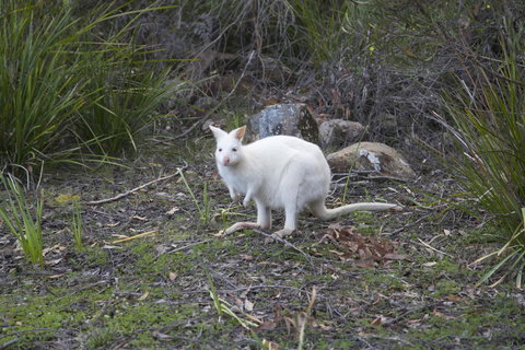 Cloudy Bay Lagoon Estate - Maitland Accommodation 17