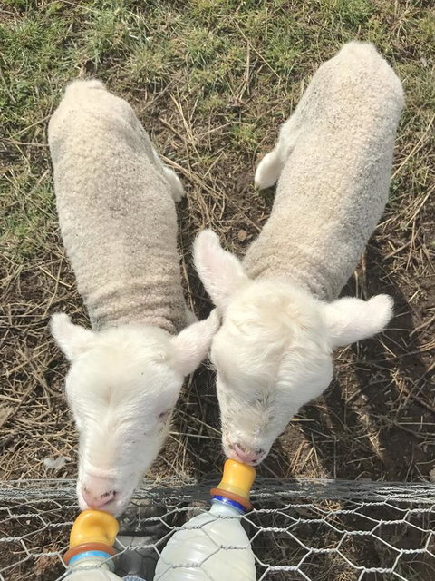 Taras Richmond Farmstay - Maitland Accommodation 27